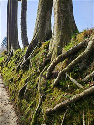 La Hêtraie - Autretot